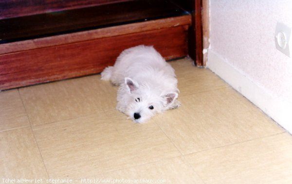 Photo de West highland white terrier