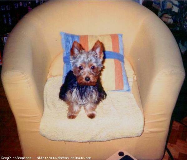 Photo de Yorkshire terrier