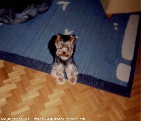 Photo de Yorkshire terrier