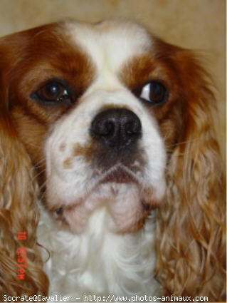 Photo de Cavalier king charles spaniel