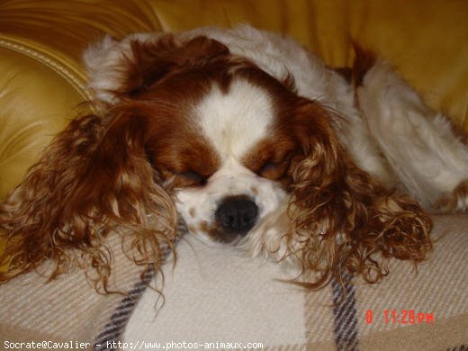 Photo de Cavalier king charles spaniel