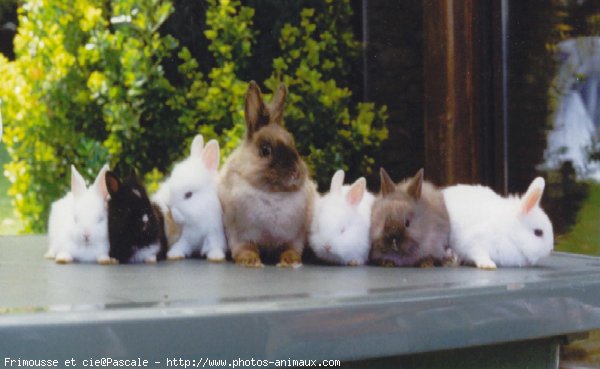 Photo de Lapin