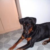 Photo de Rottweiler