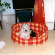 Photo de West highland white terrier