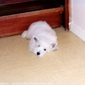 Photo de West highland white terrier