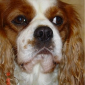 Photo de Cavalier king charles spaniel