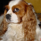 Photo de Cavalier king charles spaniel