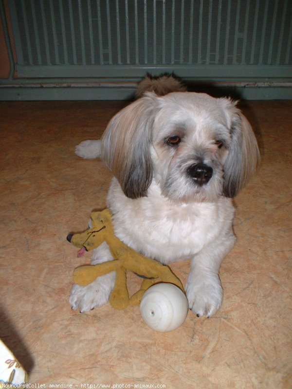 Photo de Lhassa apso