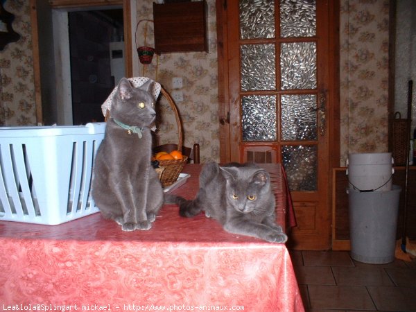 Photo de British shorthair