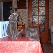 Photo de British shorthair