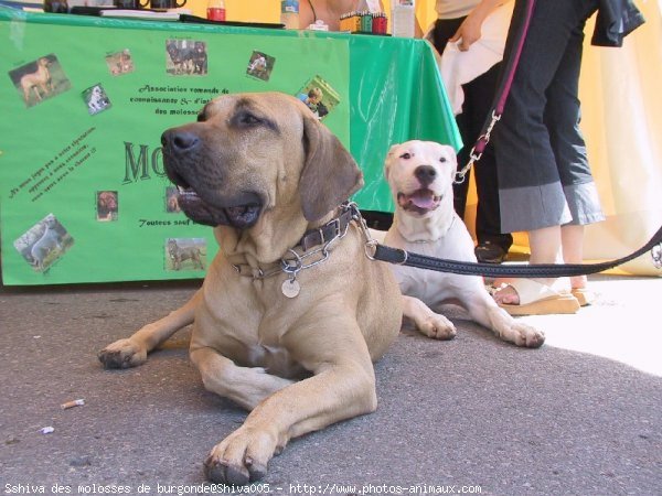 Photo de Races diffrentes