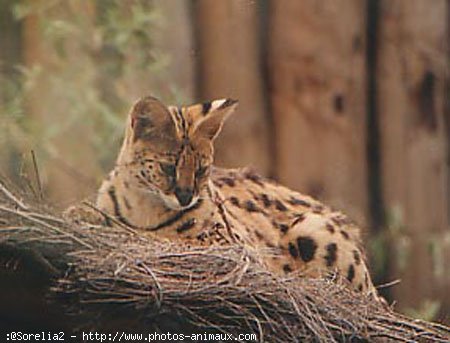 Photo de Serval