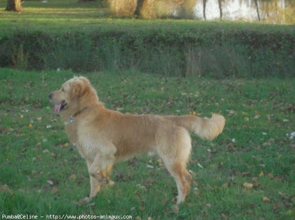 Photo de Golden retriever