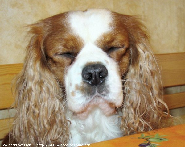 Photo de Cavalier king charles spaniel