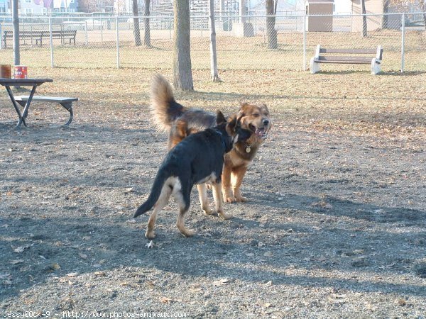 Photo de Berger allemand  poil court