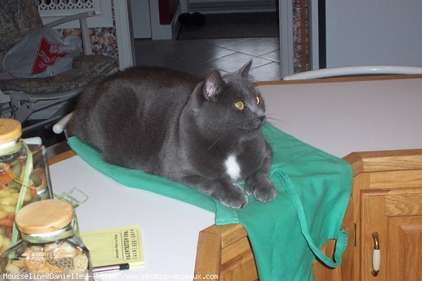 Photo de Chartreux