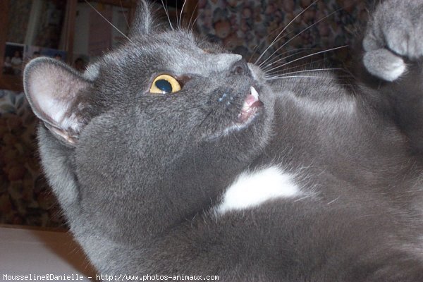 Photo de Chartreux