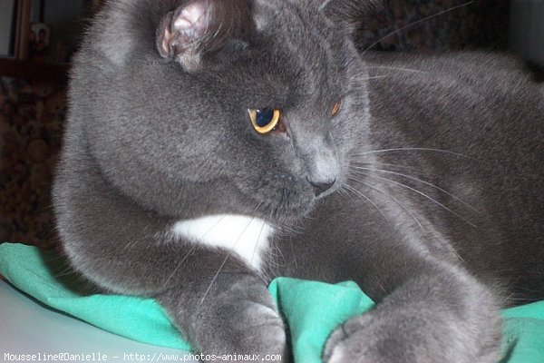 Photo de Chartreux