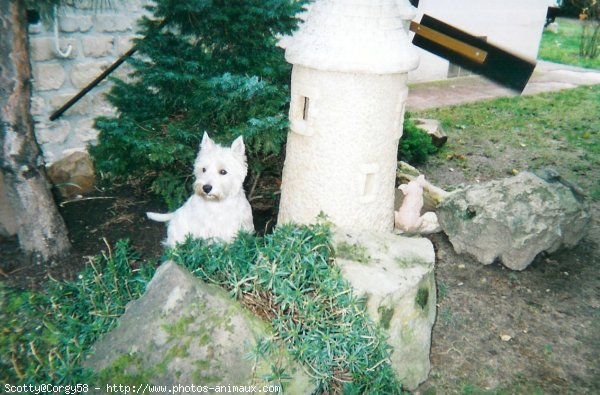 Photo de West highland white terrier