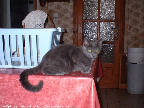 Photo de British shorthair