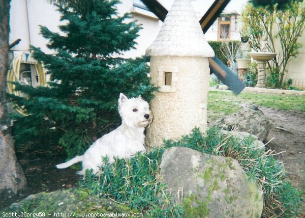 Photo de West highland white terrier