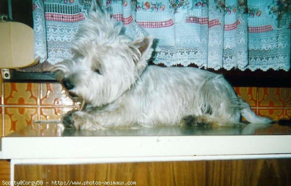 Photo de West highland white terrier