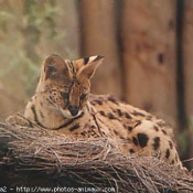 Photo de Serval