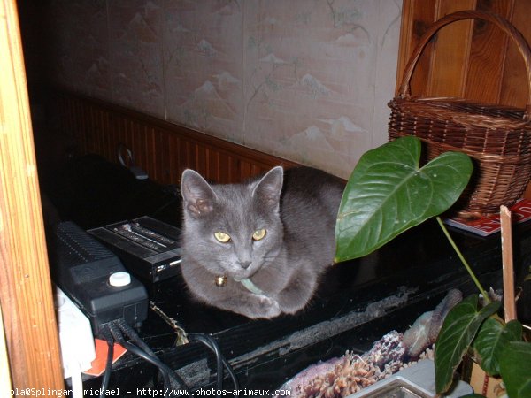 Photo de British shorthair