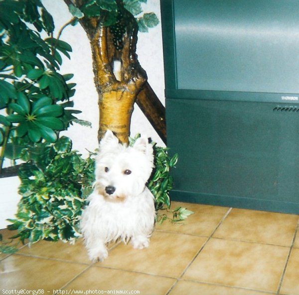 Photo de West highland white terrier