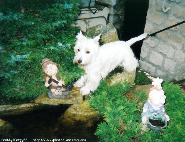 Photo de West highland white terrier