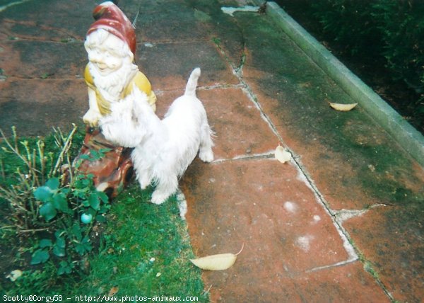 Photo de West highland white terrier