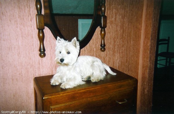 Photo de West highland white terrier