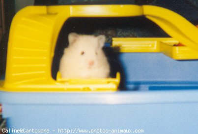 Photo de Hamster