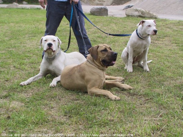 Photo de Races diffrentes