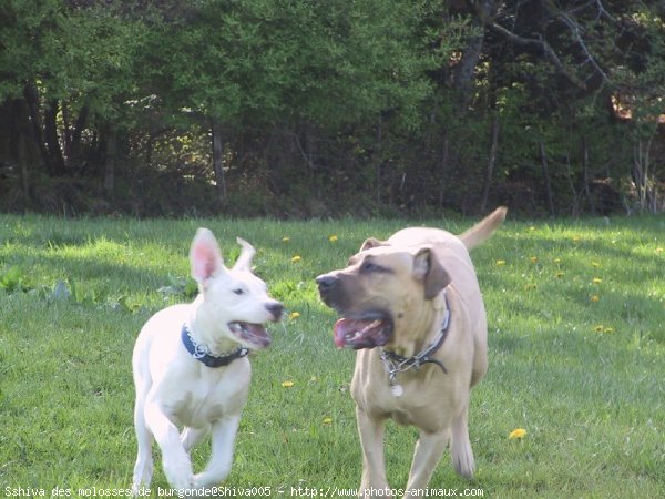 Photo de Races diffrentes