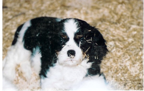 Photo de Cavalier king charles spaniel