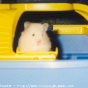 Photo de Hamster