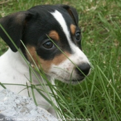 Photo de Jack russell terrier