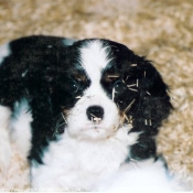 Photo de Cavalier king charles spaniel