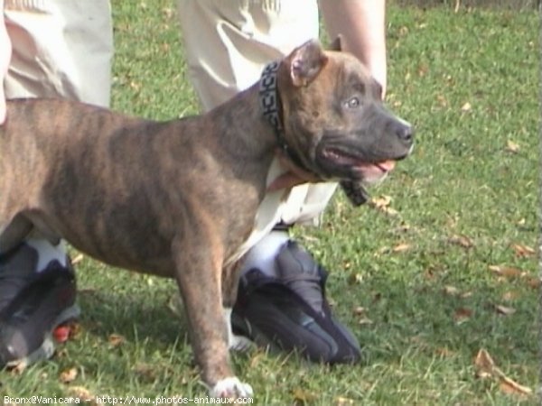 Photo d'American staffordshire terrier