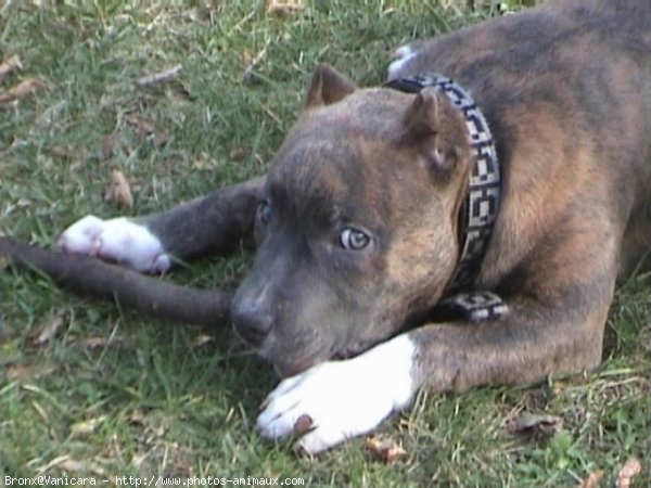 Photo d'American staffordshire terrier