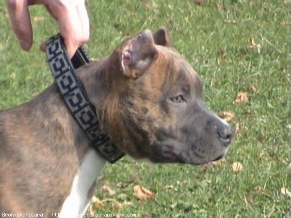 Photo d'American staffordshire terrier