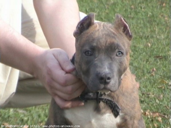 Photo d'American staffordshire terrier