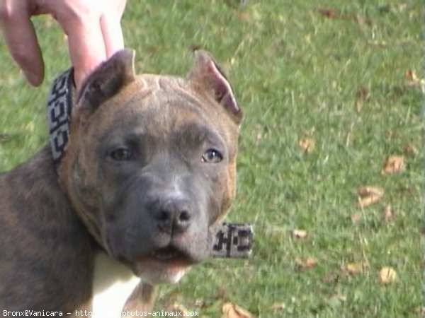 Photo d'American staffordshire terrier