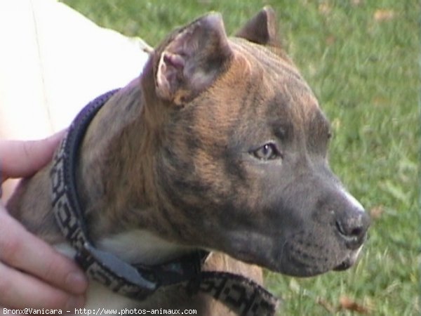 Photo d'American staffordshire terrier