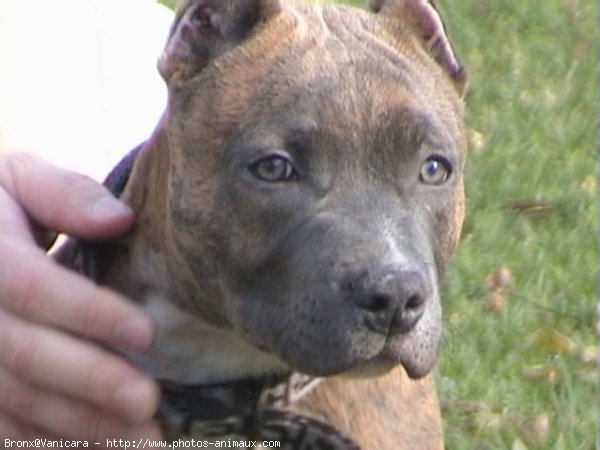 Photo d'American staffordshire terrier