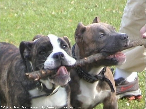 Photo de Races diffrentes