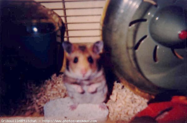 Photo de Hamster