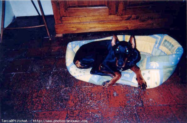 Photo de Dobermann