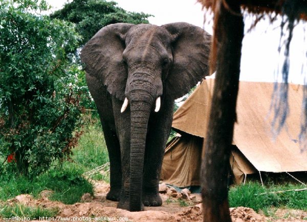 Photo d'Elphant d'afrique